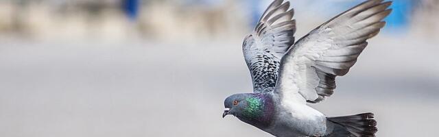 Ptice u gradovima se više plaše žena nego muškaraca - ali naučnici ne znaju zašto