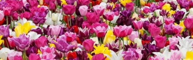 Milionski stečaj austrijskih baštenskih centara: Veliki rezovi u ,,Rosen Waibel-u“