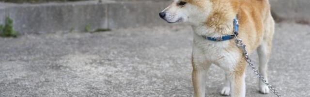 HOROR NA ZVEZDARI! PAS NAPAO ŽENU! Izujedao je po telu i rukama OBAVEŠTENA POLICIJA