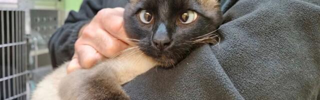 On možda ima neobičan pogled na svet, ali je željan ljubavi: Udomljava se spaseni sijamski mačak