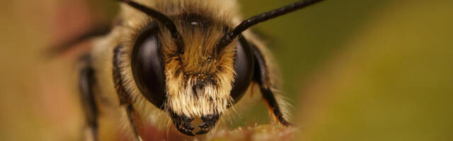 Роботске пчеле – будућност опрашивања или последњи покушај спаса