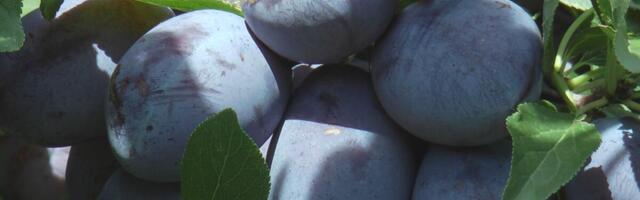 Srpska rakija stigla do Amerike, Kine i Skandinavije: Porodica Aleksić stvorila imperiju pomoću ovih sorti