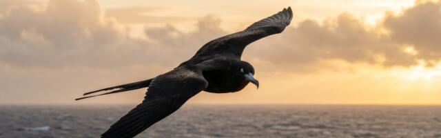 Spava u letu: Neverovatna tajna ptice fregate koja prkosi prirodi