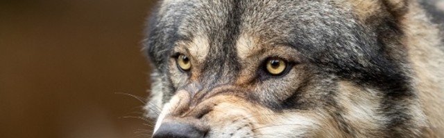 Lokacija najpoznatije vučice u Srbiji je TAJNA, a njen odašiljač stalno šalje NEVEROVATNE PODATKE!