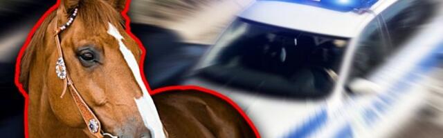 DETALJI BIZARNE NESREĆE NA AUTO - PUTU! "Audijem" u punoj brzini udario konja, ne zna se da li je životinja imala vlasnika