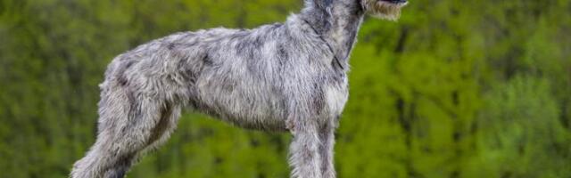 Evo zbog čega je IRSKI VUČIJI HRT najbolji pas