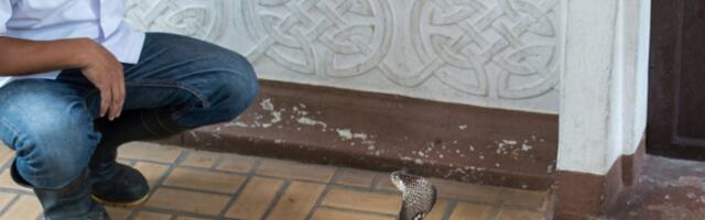 Kadar nevera! Kobra mu se uvukla u bokserice dok je spavao (VIDEO)