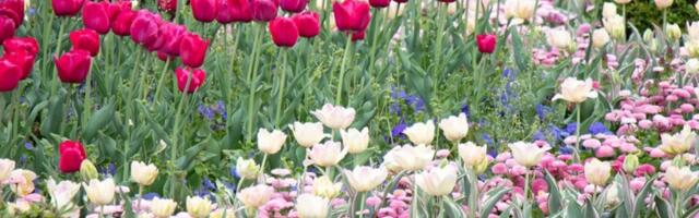 "Zlatna tečnost" od koje cveće cveta kao ludo! Moćan trik profesionalaca za cvetni raj iz snova