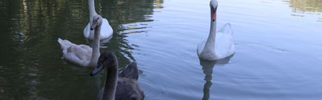 Danas u Novom Sadu suvo i toplo, uz povremeno sunce