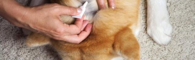 Oprez: Ovi preparati protiv buva i krpelja mogu izazvati trovanje pasa i mačaka