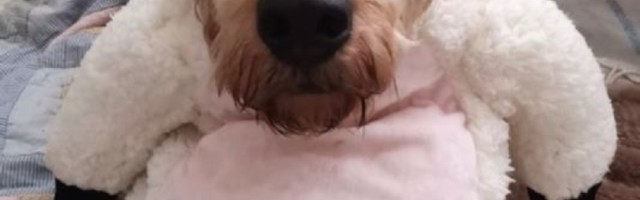 "Pokušala sam da napravim uskršnje fotografije sa svojim psom, ali na kraju sam bacila telefon iz očaja"