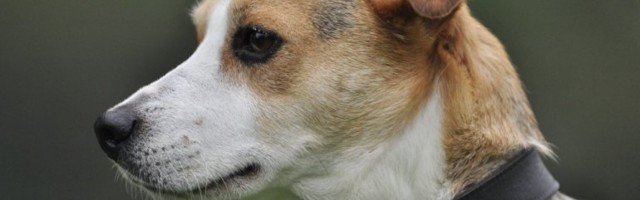 NAČIN NA KOJI DRŽITE POVODAC PSA, MOŽE MU UGROZITI ŽIVOT! Tiktorker otkrio kako se pravilno šetaju ljubimci!