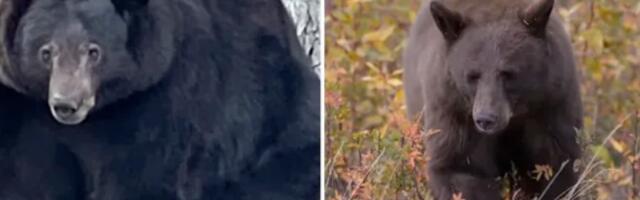 Kako je mrki medved postao najtraženiji kriminalac Kalifornije