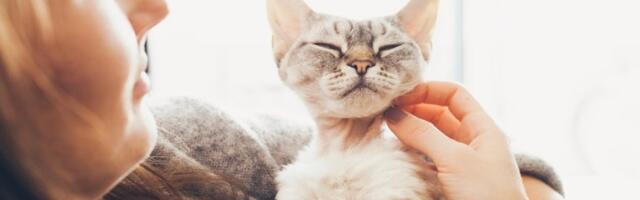 Zbog čega većina kućnih mačaka ne jede plen koji ulovi