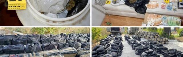 RAZBIJENE NARKO MREŽE ŠIROM SRBIJE! Zaplenjeno više od dve tone droge, gomila novca: Otkrivene plantaže i laboratorije