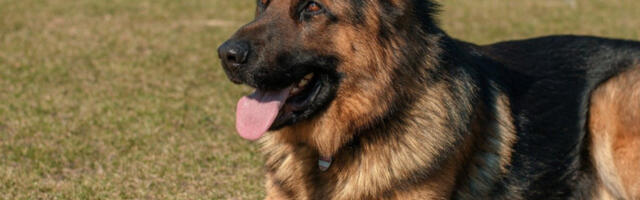 SADAŠNJI I BIVŠI PREDSEDNIK ZARATILI NA "KRV I NOŽ" ZBOG ČETIRI PSA: Ovčari posvađali narod, pala i šokantna OTMICA sa 80 naoružanih policajaca!