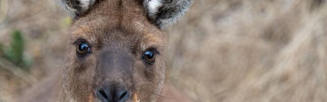 Ne zna se kako je dospeo u Srbiju, vlasnik ga ovde ostavio i otišao dalje: Kengur Dragan sad omiljen u Nišu