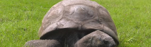 Dušmani sahranjuju živog Džonatana: Laži o smrti najstarije kornjače na svetu imaju mračnu svrhu