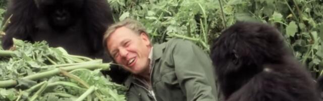 VIDEO: Film Dejvida Atenboroa o gorilama priča o retkom uspehu očuvanja životinjske vrste