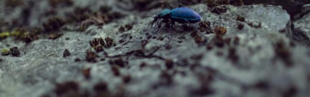 Retka vrsta otkrivena u istočnoj Srbiji: Ljubičasti trčuljak iznenadio naučnike