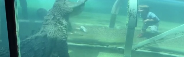 SVAŠTA Tunel za igru i krokodil: Deca se izbezumila (VIDEO)