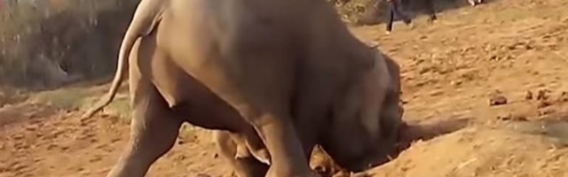 UGINULA TRUDNA SLONICA! Pojela voće u kojem je bio EKSPLOZIV!