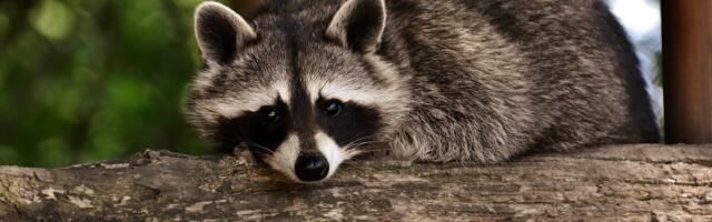 Rakuni postaju ljubimci