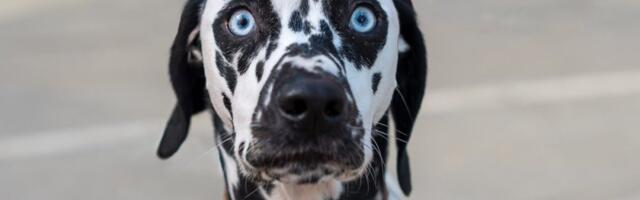 3 rase pasa koje važe za najveće kukavice: Deluju slatko, a žive u stalnom strahu (FOTO)