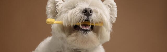 5 načina da se izborite sa rastom zuba vašeg psa