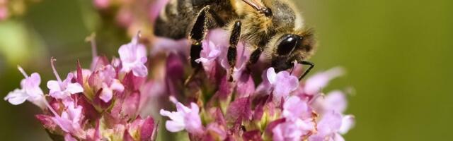 Topličkim voćarima zabranjeno prskanje voća preparatima otrovnim za pčele