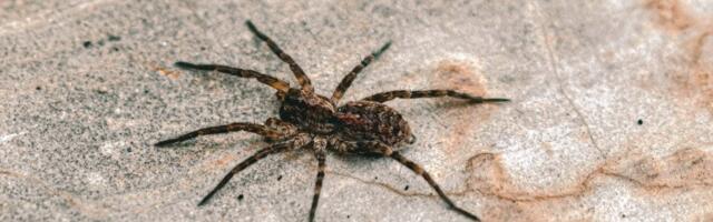 Naučnici ostali zatečeni: Pauk pokazao veštine koje niko nije očekivao