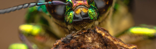 Da li ćemo zbog klimatskih promena početi da jedemo insekte?