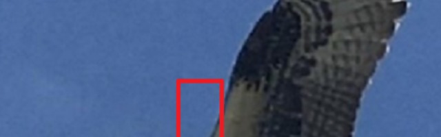 Kada je raširila krila, u kandžama se ukazao jezivi prizor! Ljudi su bili zaprepašćeni (FOTO)