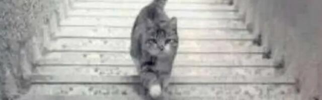 Optička iluzija koja će vam otkriti da li ste optimista ili pesimista