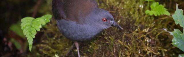 ČARLS DARVIN JE POSLEDNJI VIDEO! Na Galapagosu se ponovo pojavila ptica koja je smatrana izumrlom!