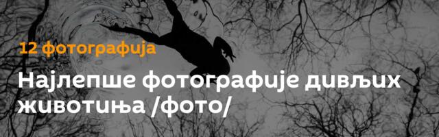Најлепше фотографије дивљих животиња /фото/