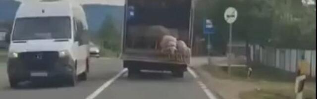 Jeziv prizor na putu Kruševac-Blace:Ljudi zgroženi - "Neko nije ni ovce da čuva" (VIDEO)