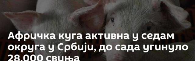 Афричка куга активна у седам округа у Србији, до сада угинуло 28.000 свиња