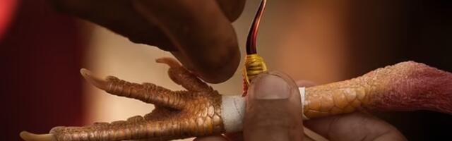 Dva Indusa smrtno ranjena noževima pričvršćenim na noge petlova tokom ilegalnih borbi