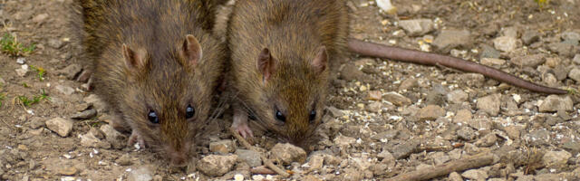 Čim ovo bacite u dvorište, i to bilo gde, miševi i pacovi će pobeći brzinom svetlosti: Ovo mrze najviše na svetu!