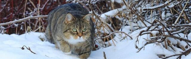 Mače prvi put na snegu: Reakcija topi srca - snimak zapalio internet (VIDEO)