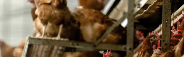 Због заштите од птичјег грипа спречен увоз 26 тона пилетине у Северну Македонију