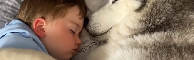 Prvi pas koji je izlečen od karcinoma bez posledica