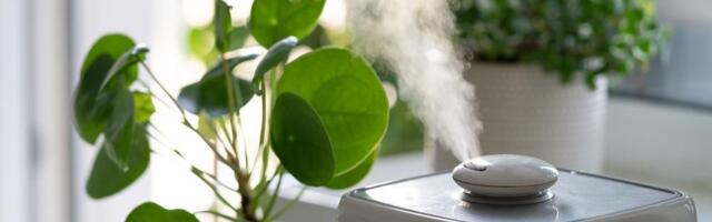 Jedini spisak koji vam je potreban: Lista sobnih biljaka koje nikada neće uvenuti!