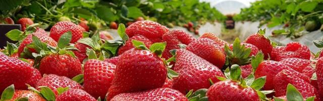 Želite krupne i sočne jagode? Ovo je pravo vreme za sadnju i obilnu berbu