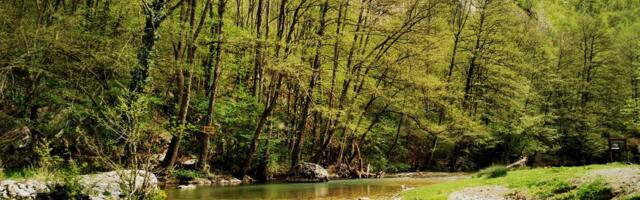 Nesvakidašnja životinja snimljena u blizini reke Gradac: Kamera zabeležila prelepu fotografiju