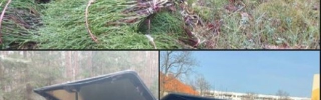 Šta još možete ukrasti iz šume? Lopovi uhapšeni zbog krađe grmlja borovnice