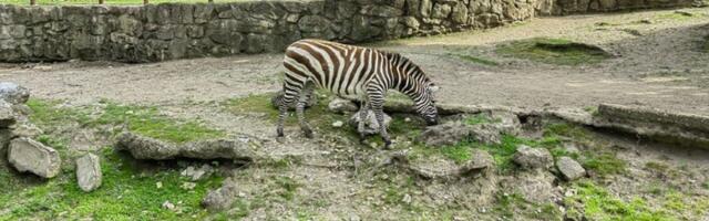 SRETAN KRAJ DRAME IZ ZOO VRTA Dve osobe koje je povredila zebra puštene na kućno lečenje