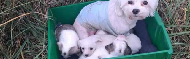 Psi nađeni u kanti, pored njih samo prazna kesa majoneza: Potresna priča iz Borče uzdrmala mreže