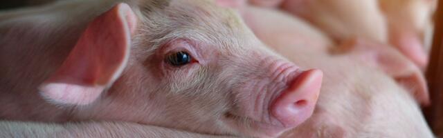 U Srbiji naglo skočile cene na pijacama: Evo šta će se sada više plaćati